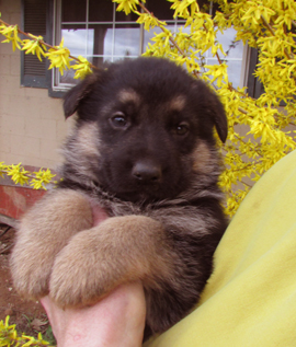 vom treuen wachter puppy